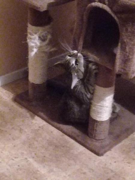 20914544_2036420739717046_6958366096443187379_n