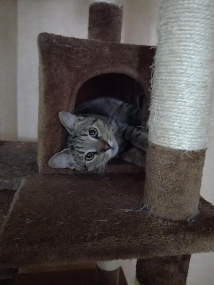 20954007_2036420746383712_5098519909374421468_n