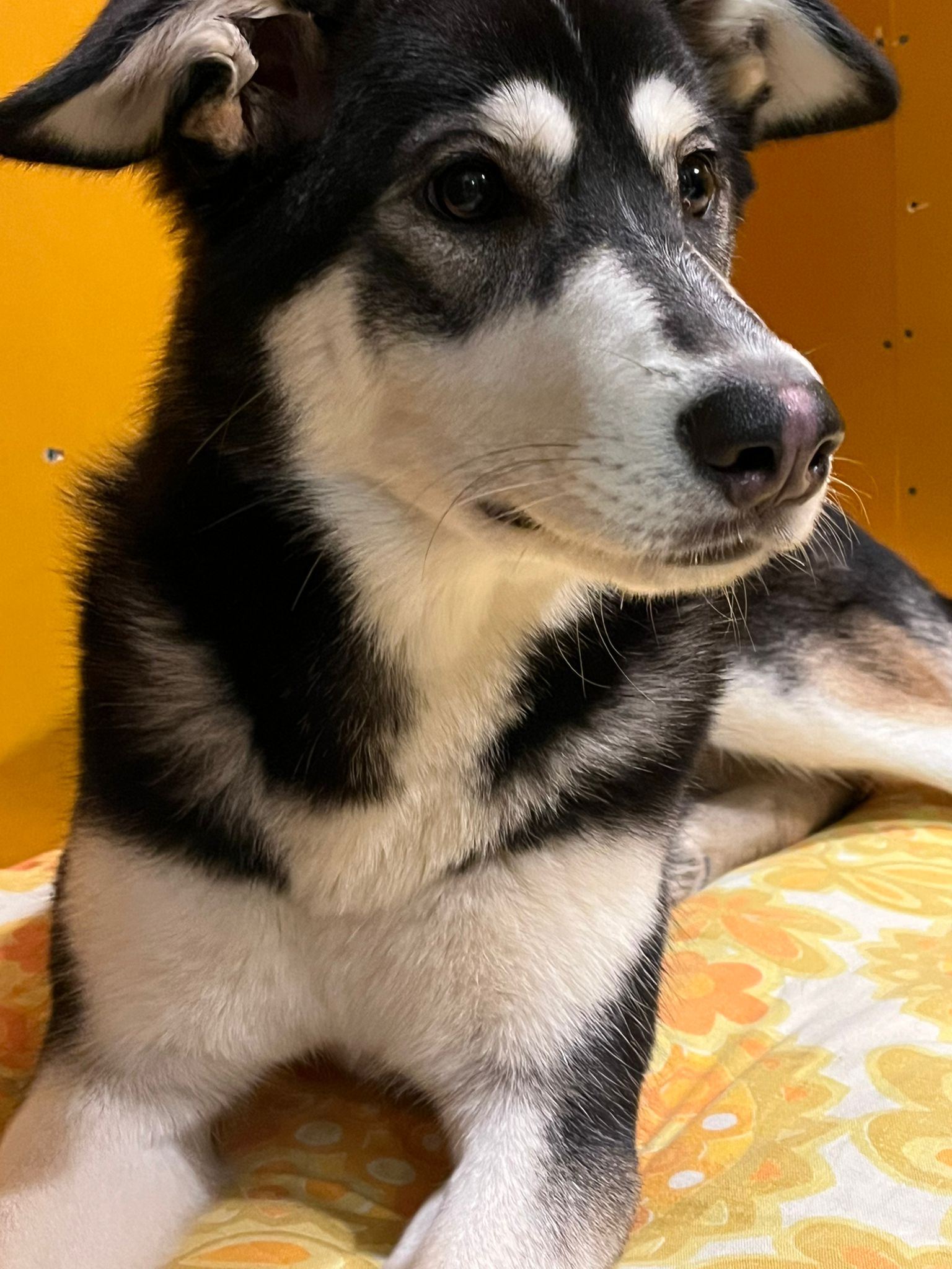 koira-1-www-ksey